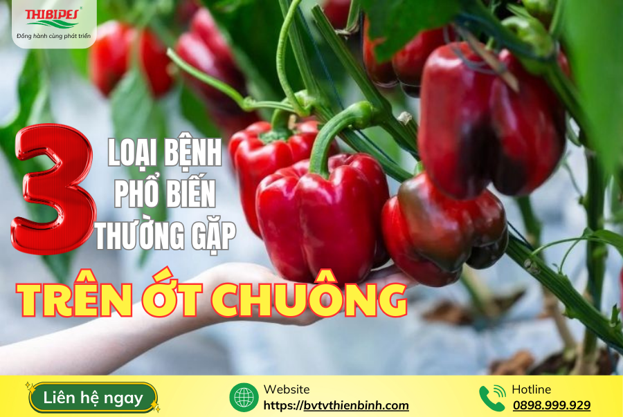 Ba Loại Bệnh Phổ Biến Thường Gặp Trên Cây Ớt Chuông